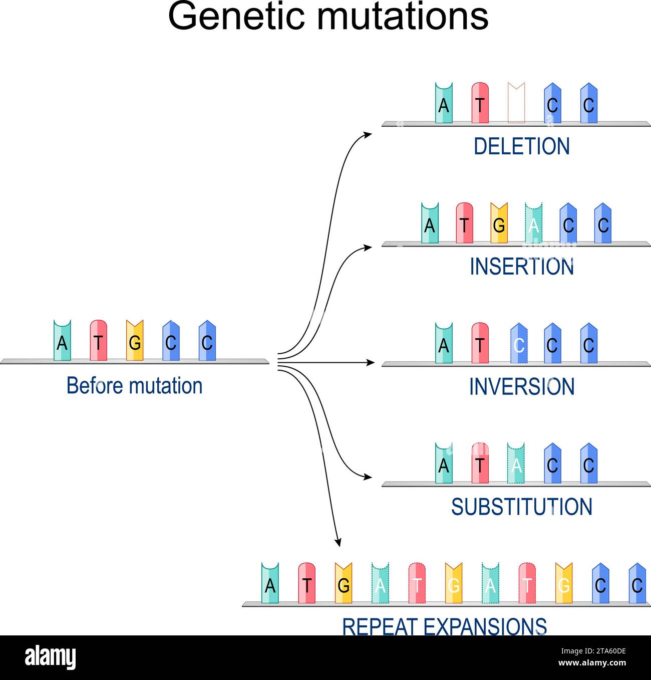 Mutazioni genetiche. DNA prima della mutazione e dopo l'inserimento, espansione ripetuta, sostituzione, inversione, eliminazione. Meccanismi di riparazione del DNA. Diagra vettoriale Illustrazione Vettoriale