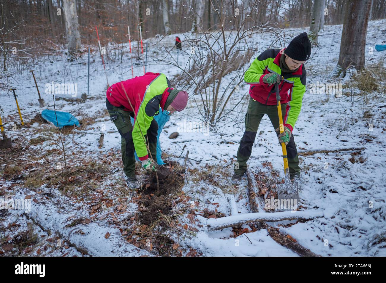 Berlino, Germania. 29 novembre 2023. Apprendisti provenienti da Berlin piante forestali ciliegie di uccelli nella foresta di Tegel a temperature inferiori allo zero. Il sistema a bassa pressione Quintius causa temperature ghiacciate con neve e strade sdrucciolevoli in tutta la Germania. Crediti: Joerg Carstensen/dpa/Alamy Live News Foto Stock