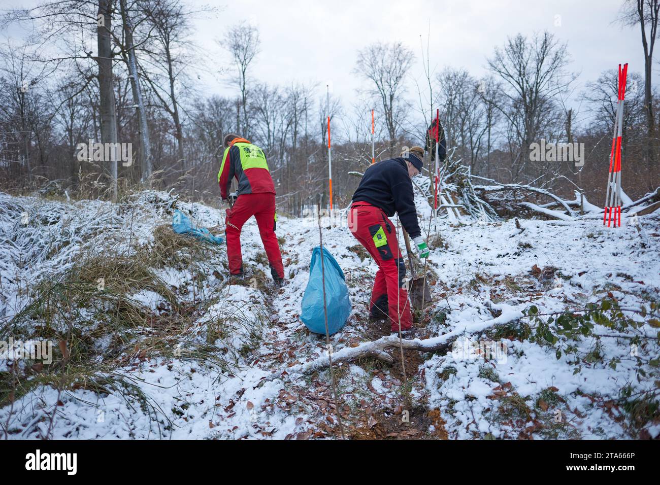 Berlino, Germania. 29 novembre 2023. Apprendisti provenienti da Berlin piante forestali ciliegie di uccelli nella foresta di Tegel a temperature inferiori allo zero. Il sistema a bassa pressione Quintius causa temperature ghiacciate con neve e strade sdrucciolevoli in tutta la Germania. Crediti: Joerg Carstensen/dpa/Alamy Live News Foto Stock