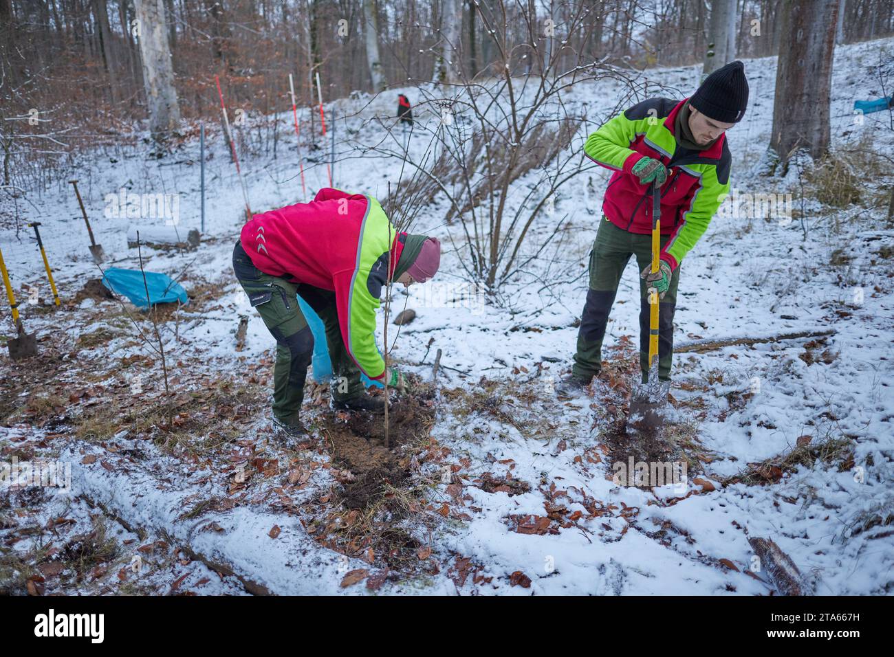 Berlino, Germania. 29 novembre 2023. Apprendisti provenienti da Berlin piante forestali ciliegie di uccelli nella foresta di Tegel a temperature inferiori allo zero. Il sistema a bassa pressione Quintius causa temperature ghiacciate con neve e strade sdrucciolevoli in tutta la Germania. Crediti: Joerg Carstensen/dpa/Alamy Live News Foto Stock