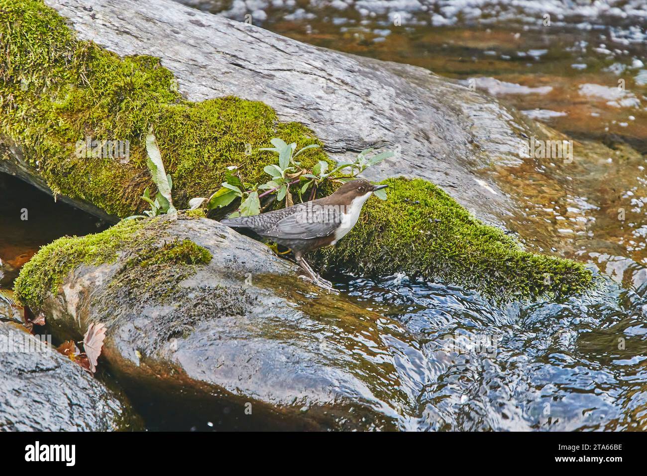 Un Dipper (Cinclus cinclus), alla ricerca di cibo sulle rocce nell'East Lyn River, Lynmouth, Exmoor National Park, Devon, Gran Bretagna. Foto Stock