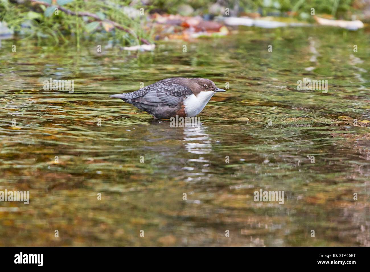 Un Dipper (Cinclus cinclus), alla ricerca di cibo sulle rocce nell'East Lyn River, Lynmouth, Exmoor National Park, Devon, Gran Bretagna. Foto Stock