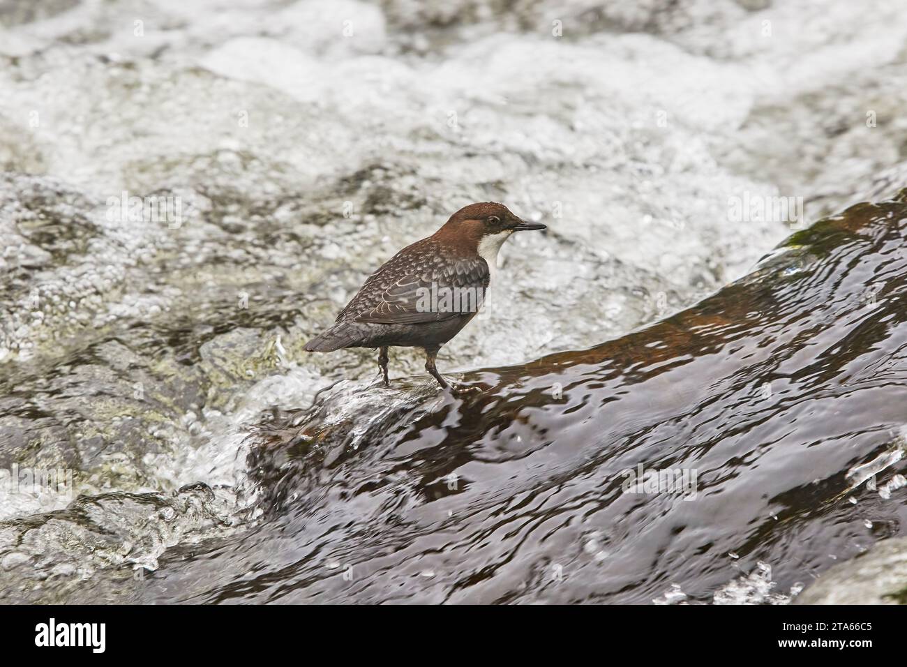 Un Dipper (Cinclus cinclus), alla ricerca di cibo sulle rocce nell'East Lyn River, Lynmouth, Exmoor National Park, Devon, Gran Bretagna. Foto Stock