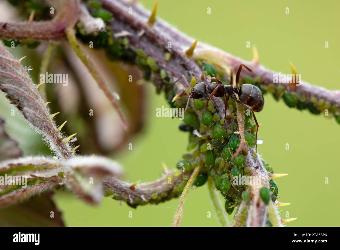 formica nera a caccia di afidi. grande gruppo di insetti sui rami di blackberry. fotografia orizzontale macro naturale.. copia spazio. Foto Stock