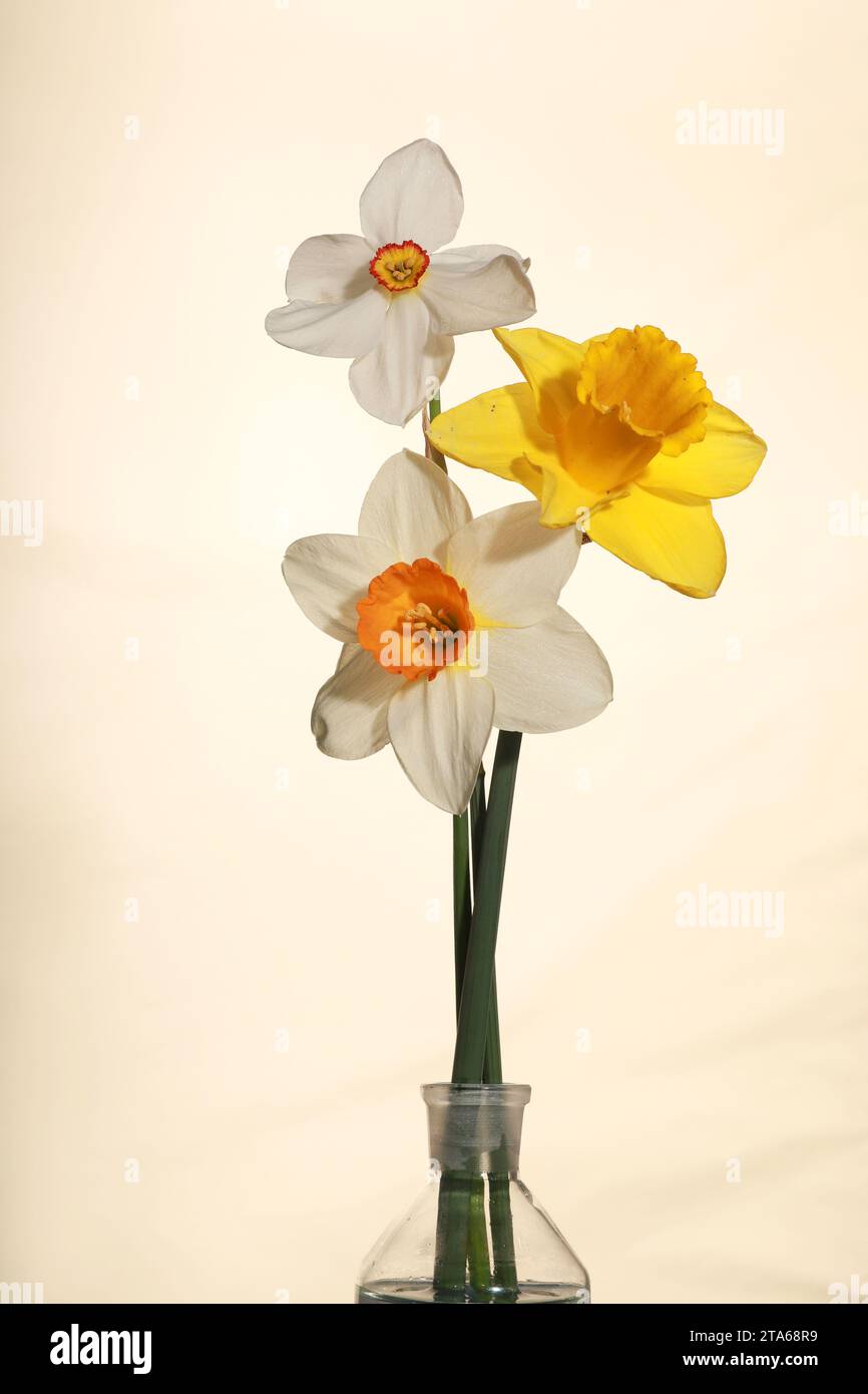 Immagine studio di tre narcisi su sfondo bianco Foto Stock