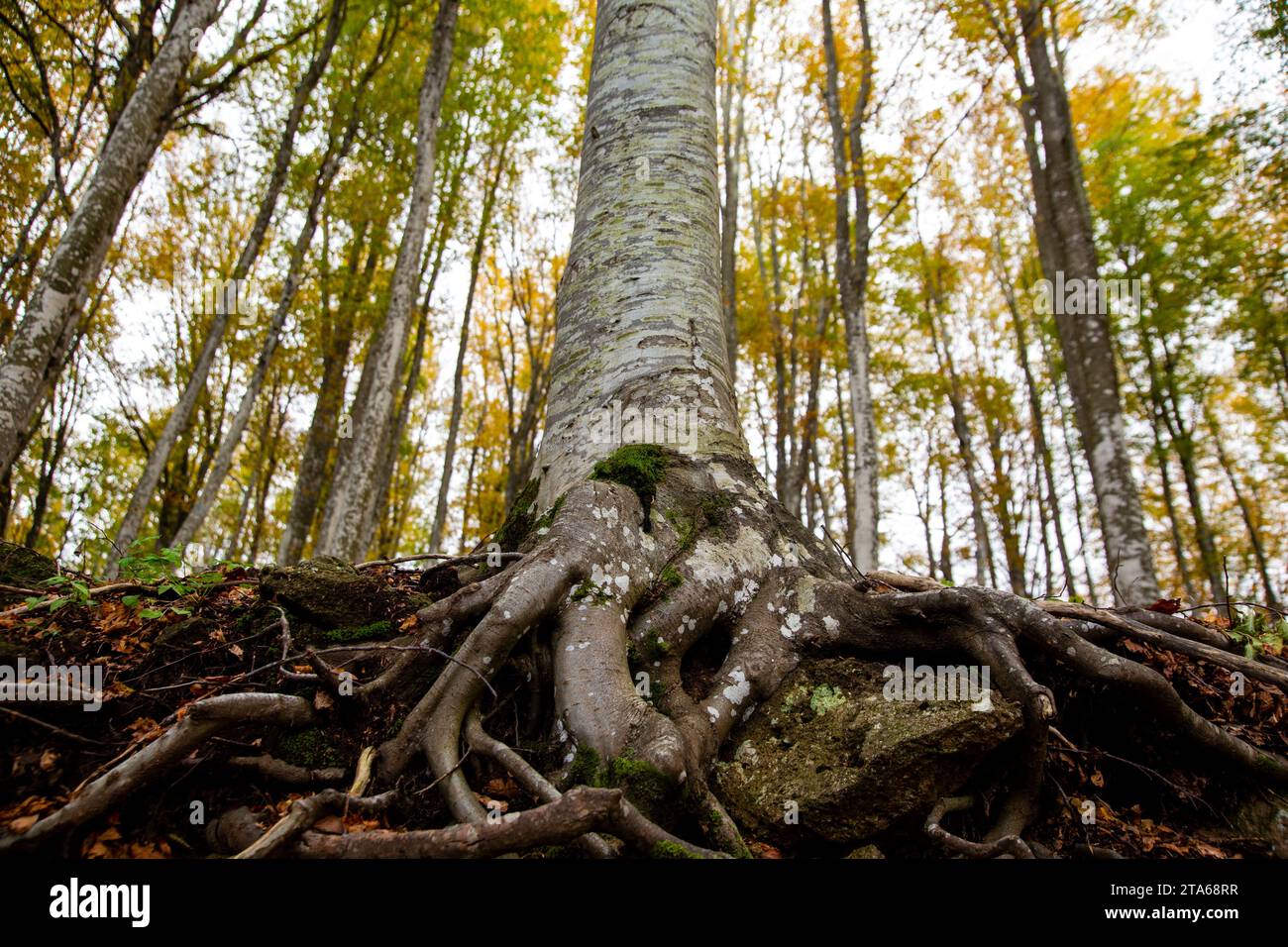 Le antiche radici di un faggio, viste dal basso nei boschi, inglobano e bloccano un masso, Monte Amiata, Toscana, Italia Foto Stock