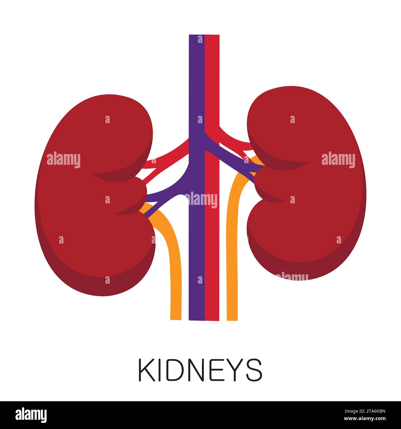 Icona dei reni in stile piatto isolata su sfondo bianco. Anatomia umana vettore di organi medici Illustrazione Vettoriale