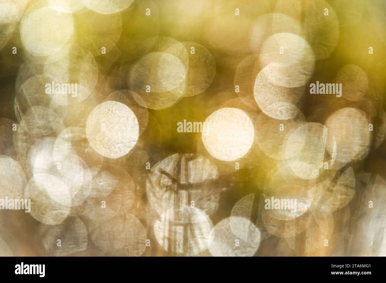Bokeh naturale in paludi per sfondo Foto Stock