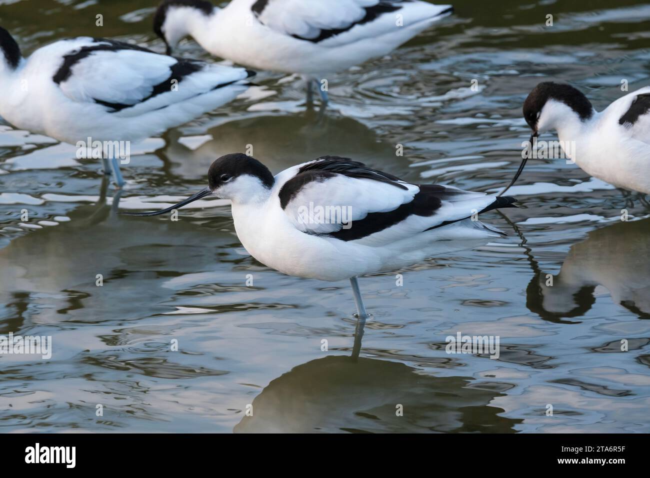 Avocet, Recurvirostra avosetta Feeding in Shallow Water, Slimbridge, Gloucestershire, Regno Unito Foto Stock