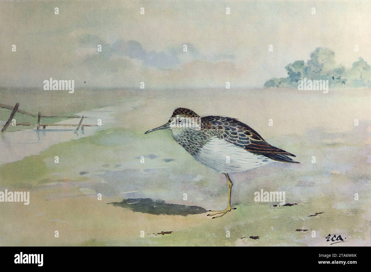 American Pectoral Sandpiper: British Wading Birds from a watercolor drawing by E.C. Arnold, 1924. Edward Carleton Arnold (1868-1949) è stato un maestro di scuola e ornitologo entusiasta. Scrisse diversi libri sull'argomento che erano illustrati con i suoi acquerelli. Questi erano generalmente presi dalla memoria o dalle note che l'artista compilò quando vide uccelli particolari e, per sua stessa ammissione, i suoi disegni ad acquerello spesso non erano in scala. Dal 1924 al 1929 Arnold è stato preside dell'Eastbourne College. Foto Stock