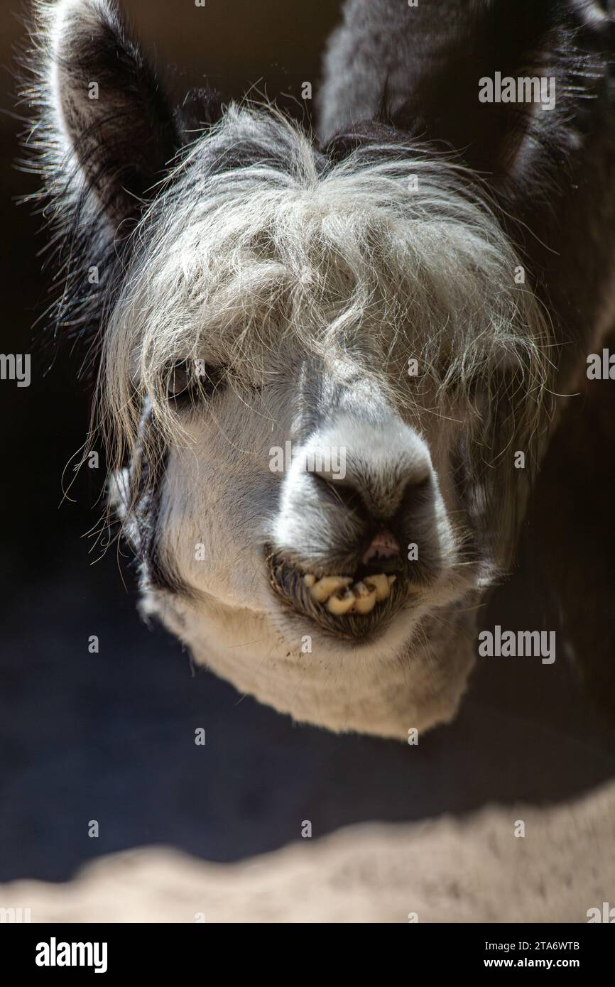 Primo piano su una testa di alpaca bianca e nera (un po' simile a Jackson?) Allo zoo di Labenne, Landes, Francia Foto Stock