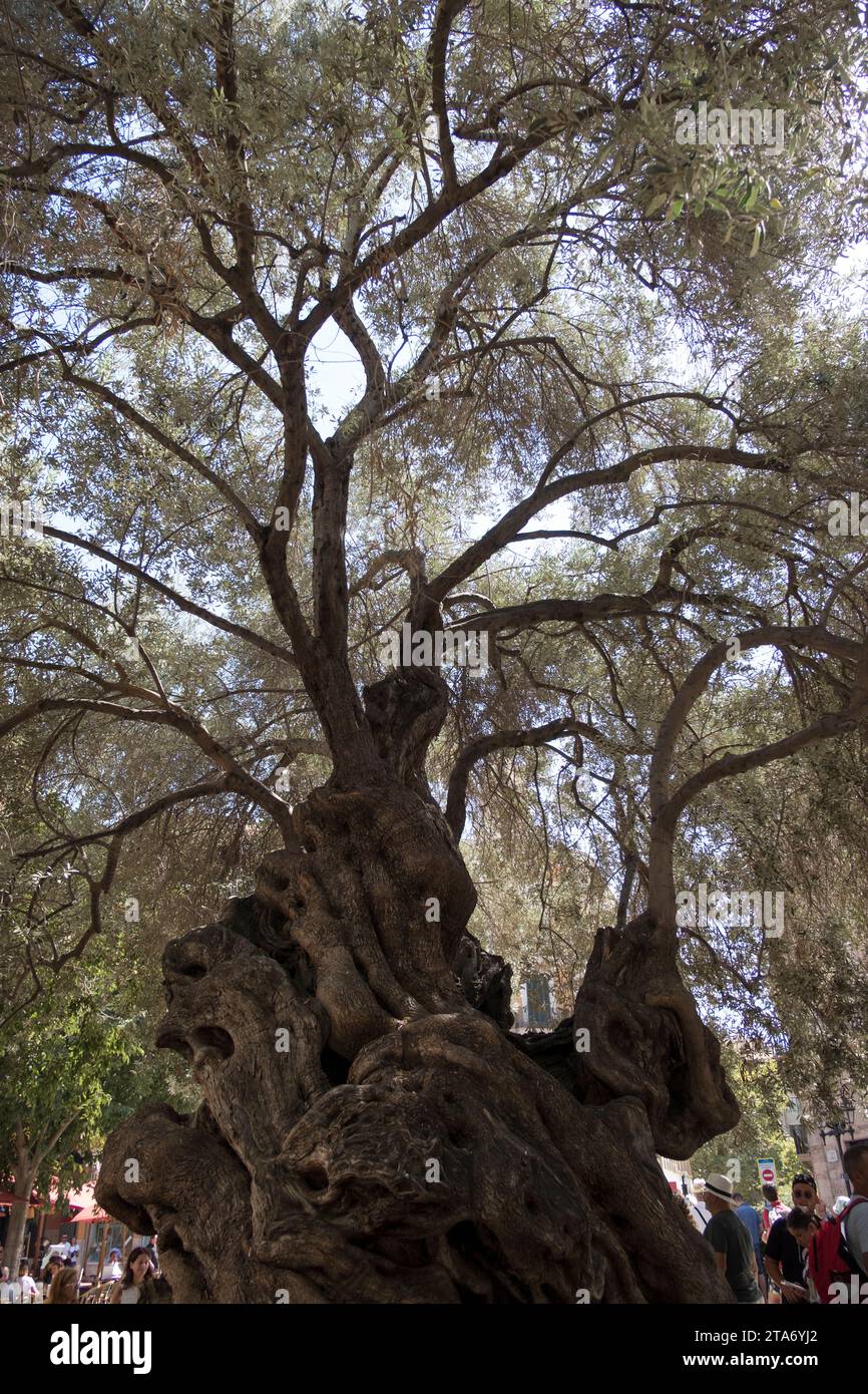 Mallorca, Palma de Mallorca, Spagna, Europa Foto Stock