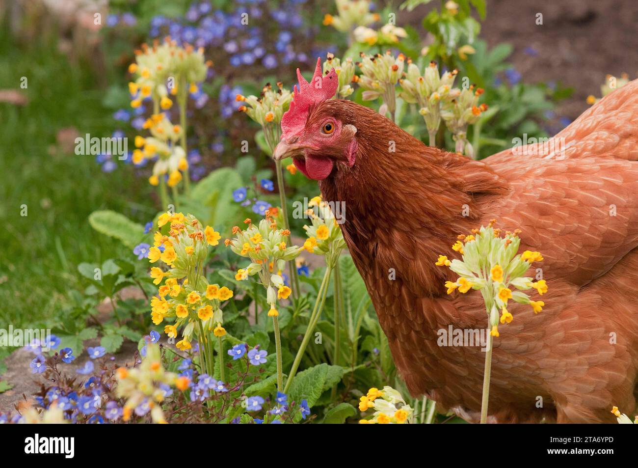 Una gallina da compagnia tra i fiori in un giardino Foto Stock