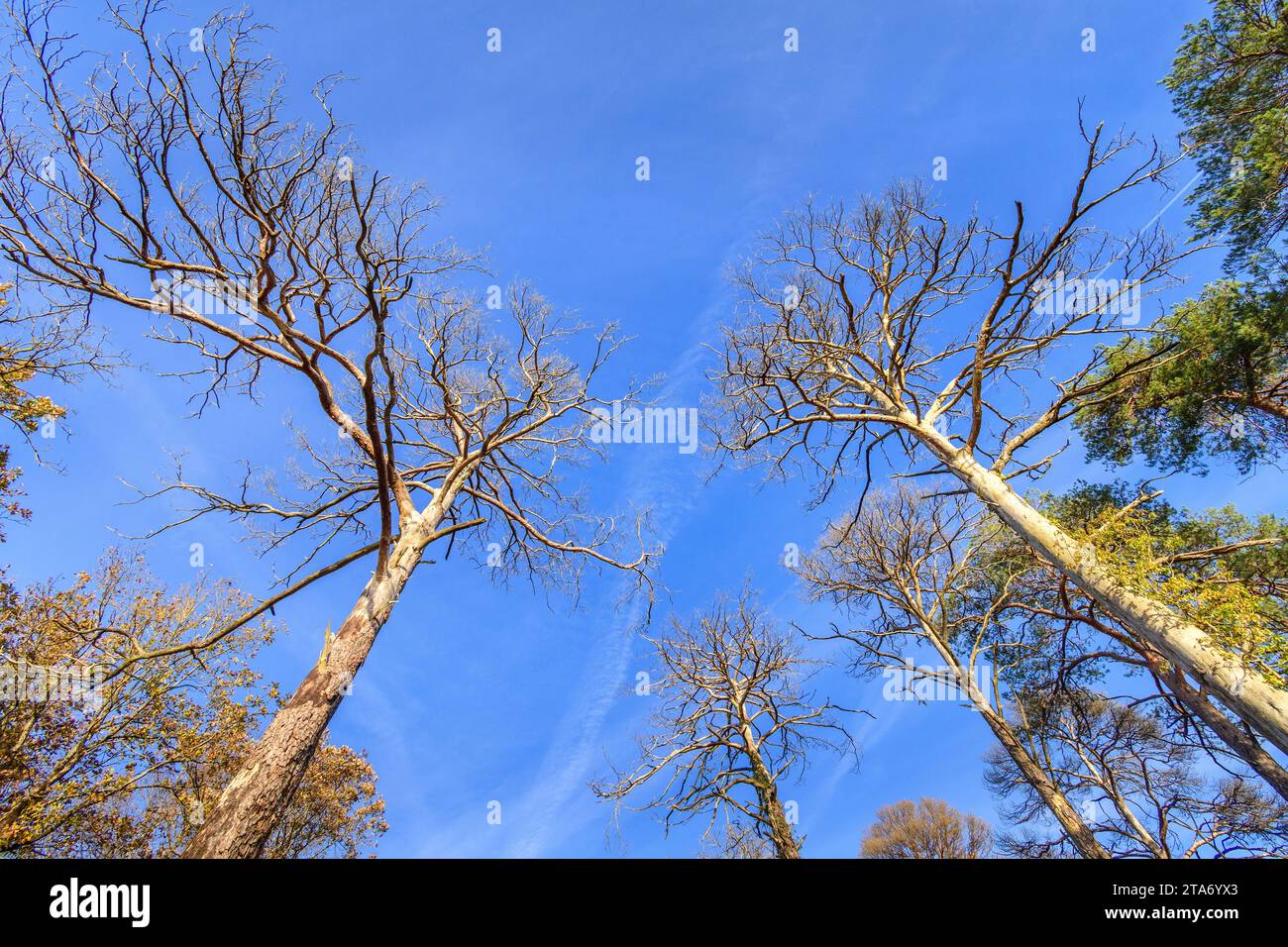 Alberi di pino marittimo (Pinus pinaster) vivi e morti - Francia centro-occidentale. Foto Stock