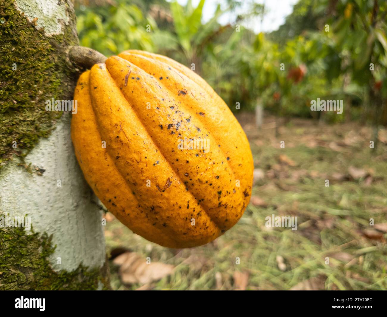 Albero di cacao con frutti piantati nell'azienda agricola di Ilheus, Bahia, Brasile. Foto Stock