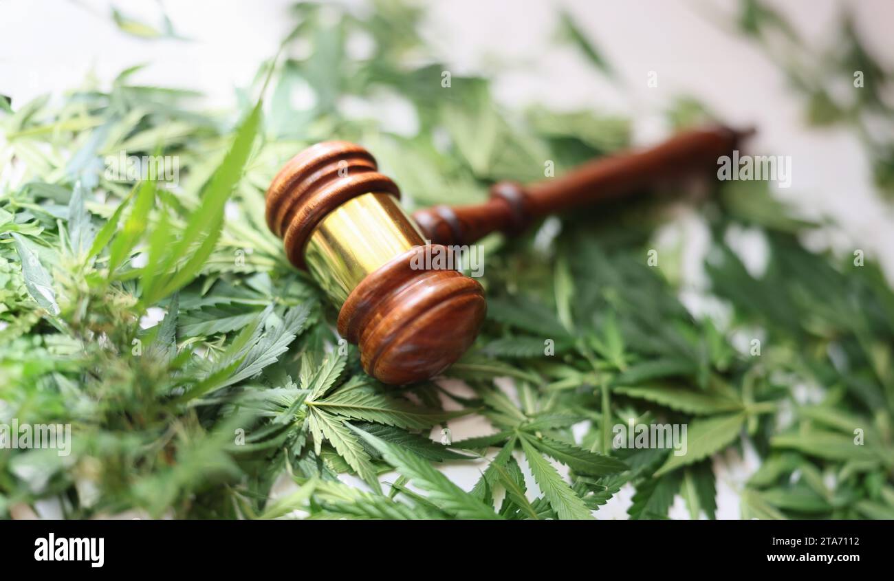 Gavel giudice di legno sulle foglie di cannabis verde primo piano Foto Stock