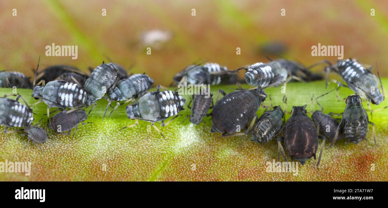 APHIS fabae Afids (Black Bean Aphid. Una colonia di individui senza ali che nutrono (succhiano sap) da una pianta. Foto Stock