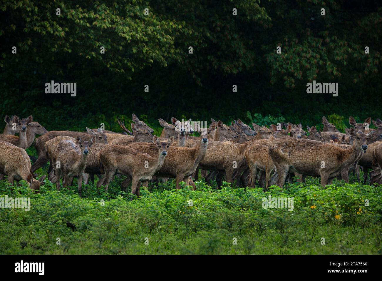 Mandria di cervi, Parco Nazionale del Baluran, Reggenza di Situbondo, Giava Orientale, Indonesia Foto Stock