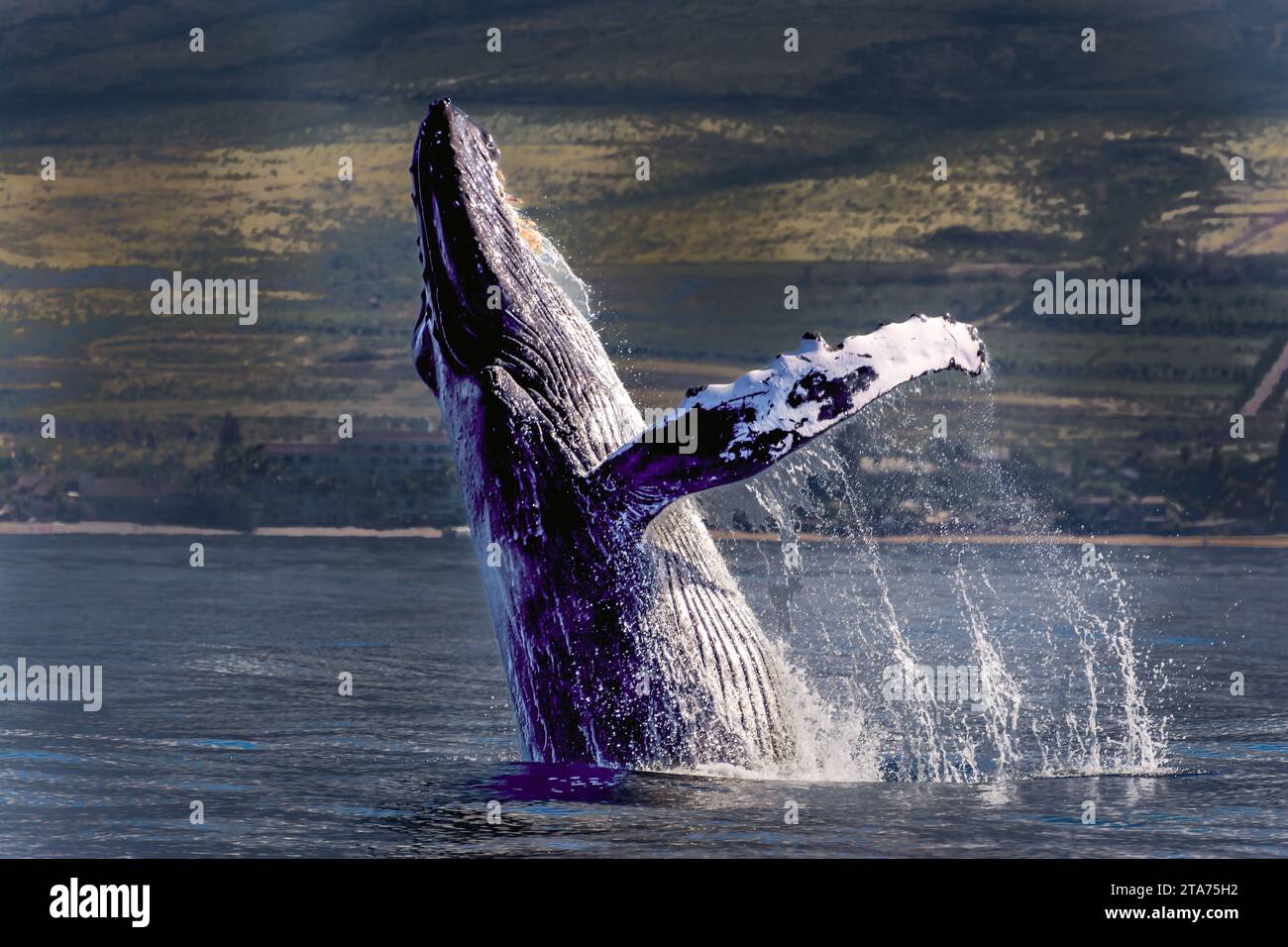 Megattere che sfondano la superficie oceanica, Maui, Hawaii, USA Foto Stock