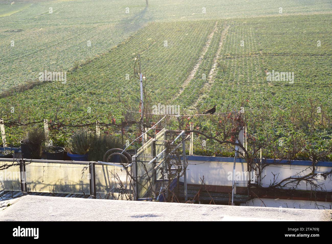 blackbird su vigna audace di fronte a terreni agricoli ghiacciati in inverno Foto Stock