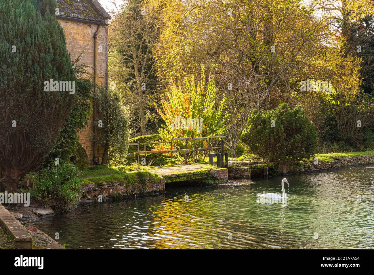 Un cigno in autunno sullo stagno del mulino presso la Donnington Brewery, vicino al villaggio Cotswold di Donnington, Gloucestershire, Inghilterra Regno Unito Foto Stock