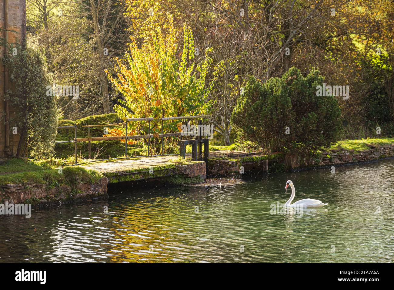 Un cigno in una pioggia autunnale sul laghetto del mulino della Donnington Brewery, vicino al villaggio Cotswold di Donnington, Gloucestershire, Inghilterra Regno Unito Foto Stock