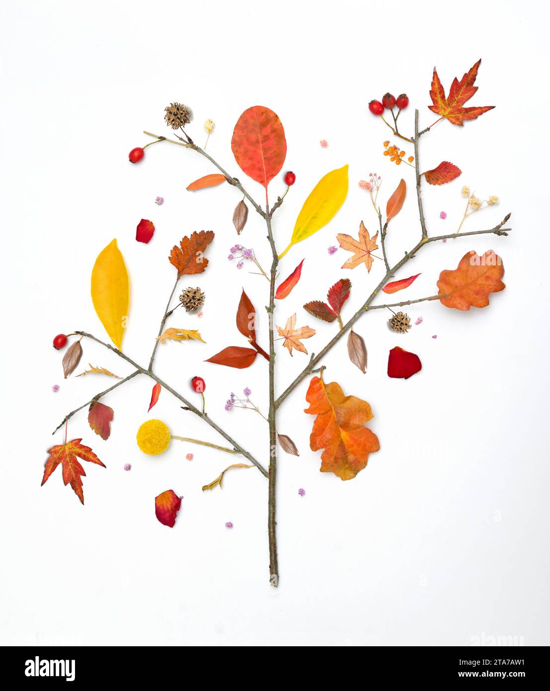 Astrarre diverse foglie autunnali sul ramo Foto Stock