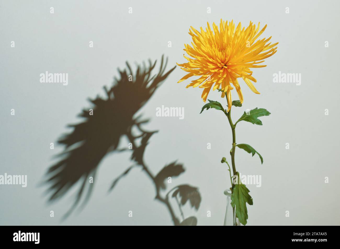 Astratta un Chrysanthemum morifolium e un'ombra Foto Stock