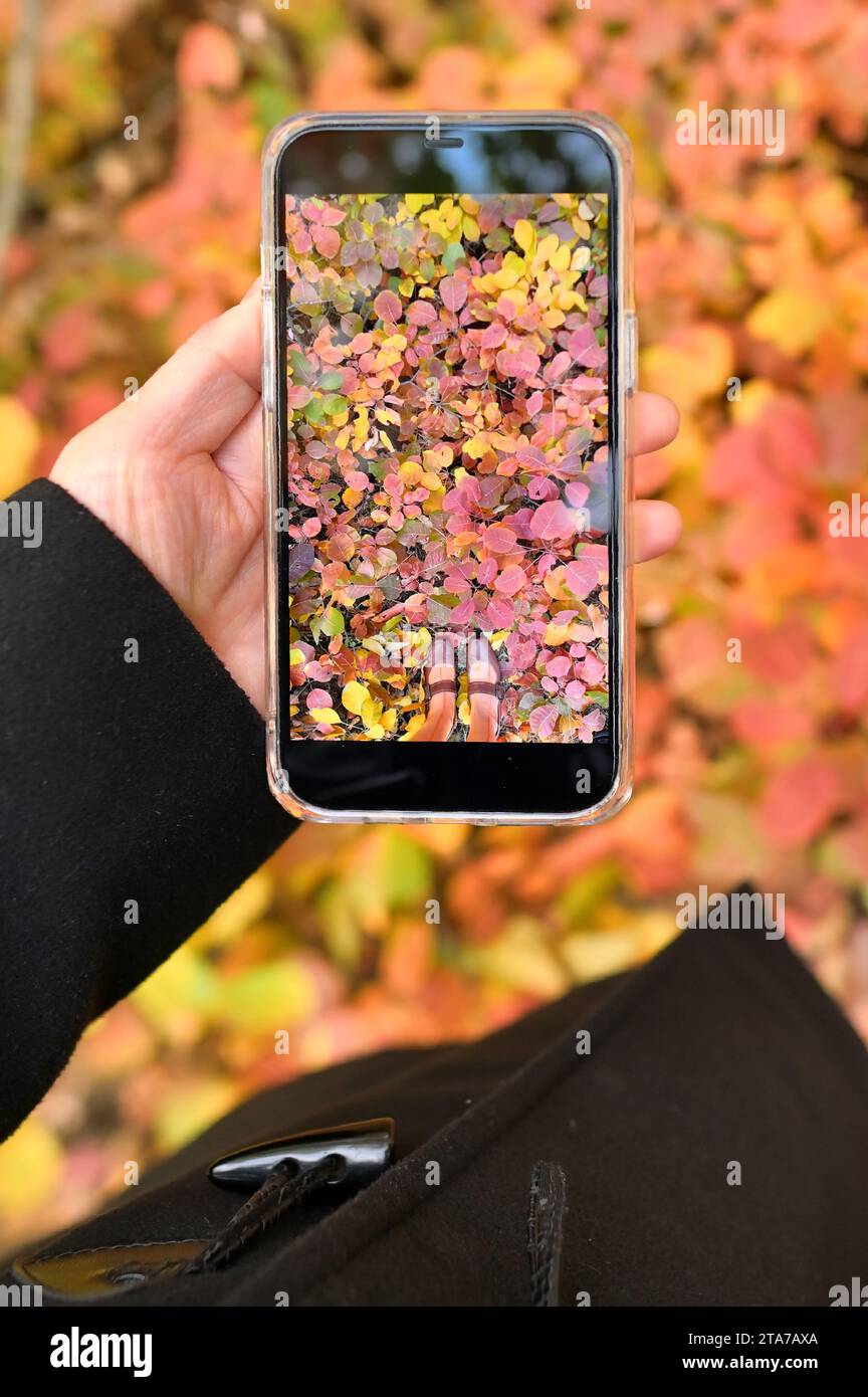 Donna con smartphone che scatta foto alle foglie autunnali Foto Stock