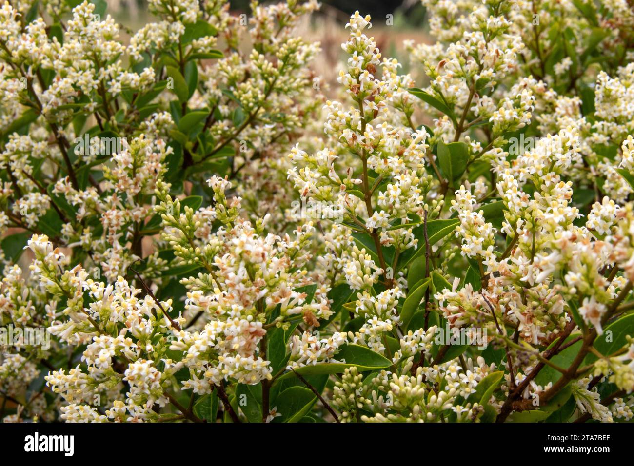 Fiori Privet visti dal fronte Foto Stock