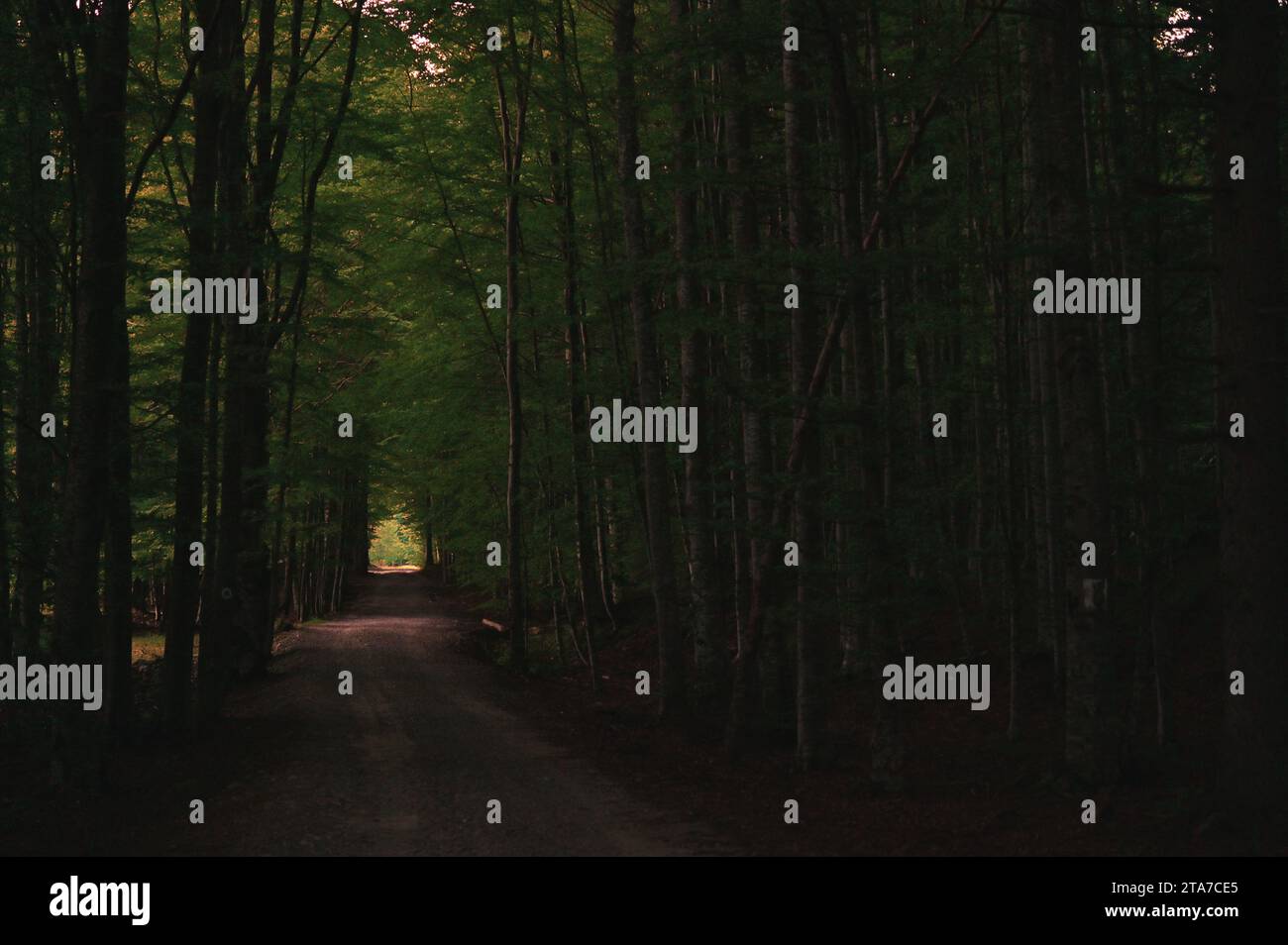 Sentiero nella foresta oscura in estate Foto Stock
