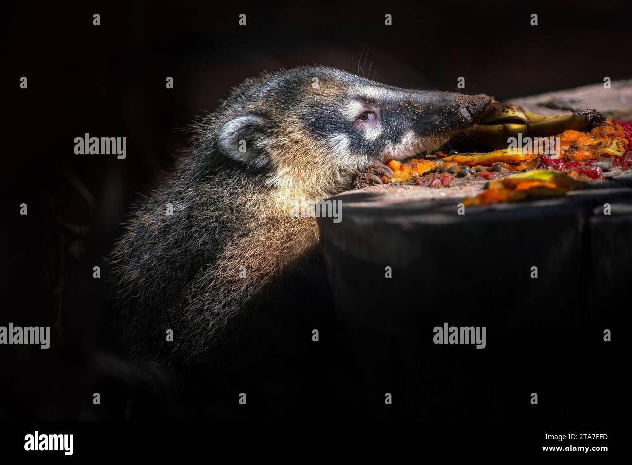 Patatine sudamericane che mangiano frutta (Nasua nasua) Foto Stock