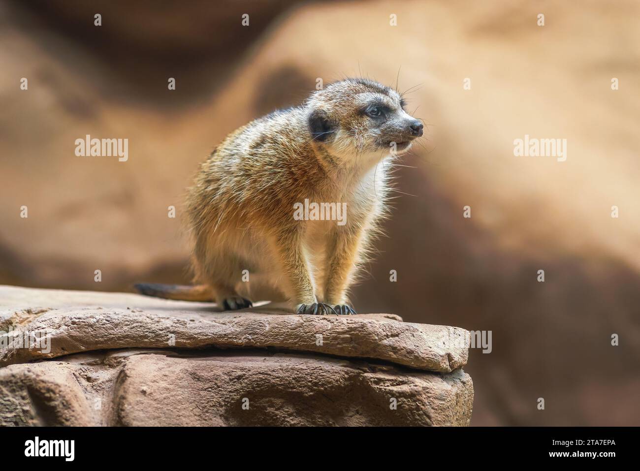 Slanciata Meerkat codato (Suricata suricatta) Foto Stock