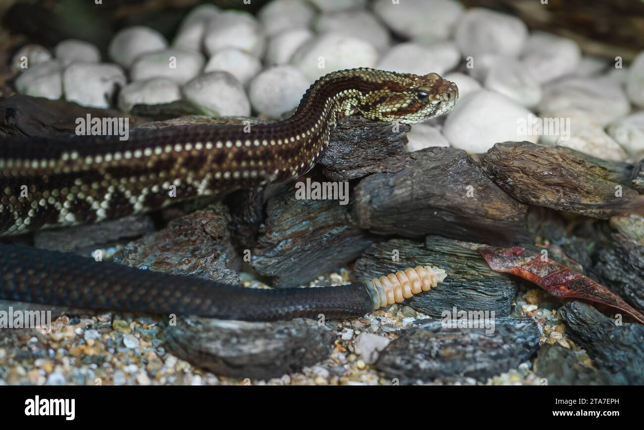 Sudamericano Rattlesnake Viper (Crotalus durissus) - Cascavel Foto Stock