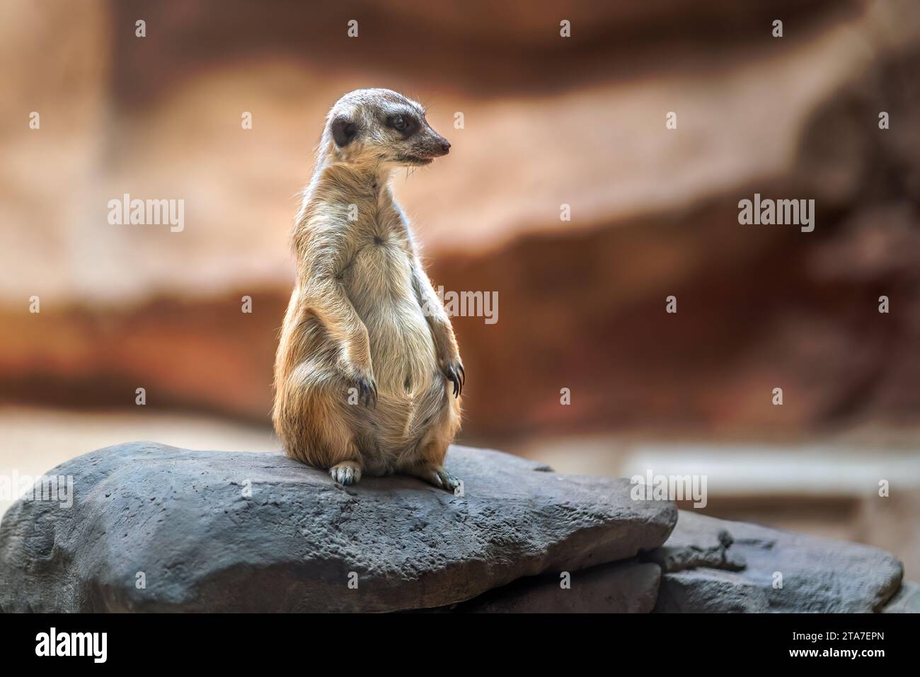 Seduto Meerkat dalla coda sottile (Suricata suricatta) Foto Stock