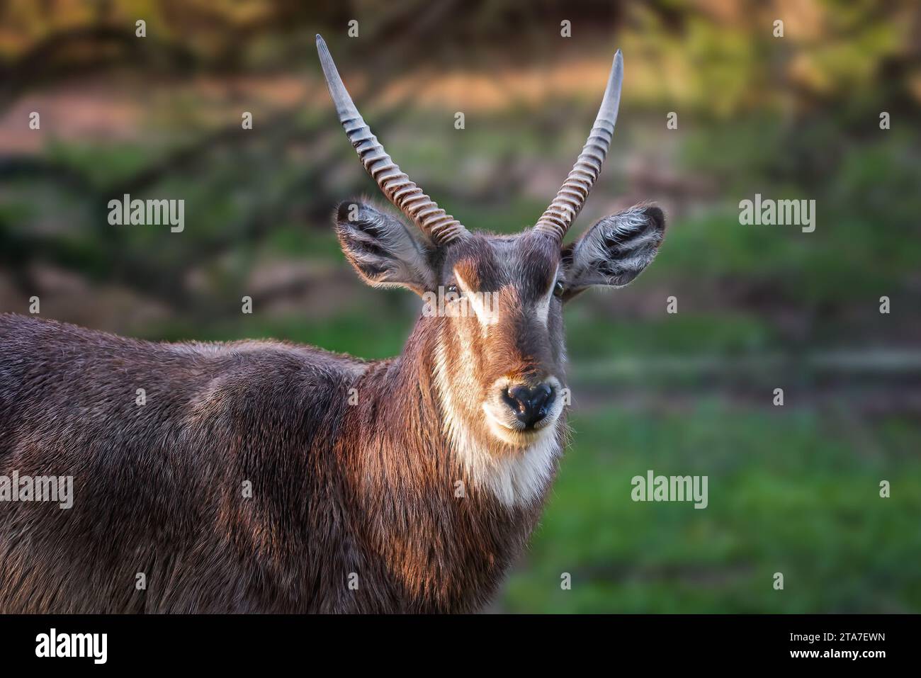 Testa di Waterbuck maschio (Kobus ellipsiprymnus) Foto Stock