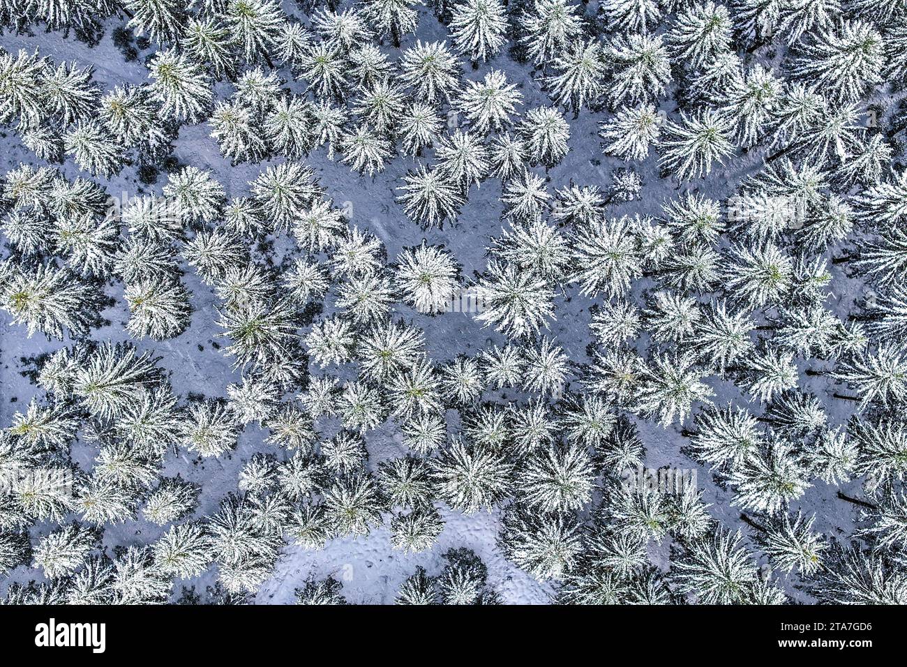 29 novembre 2023, Baden-Württemberg, Bartholomä: Non sono solo le corone degli alberi in una foresta vicino al villaggio di Bartholomä ad essere coperte di neve. I fan invernali del Baden-Württemberg possono rallegrarsi: I prossimi fiocchi stanno cadendo. Dal sud dell'alto Reno Graben attraverso la Foresta Nera, la Valle del Danubio e l'alta Svevia fino al Allgäu, nevicerà di nuovo da giovedì mattina. "Il sud avrà sicuramente neve giovedì”, ha detto un portavoce del servizio meteorologico tedesco (DWD). Tre centimetri potrebbero cadere nell'alta Foresta Nera, un po' più nel Allgäu. Foto: Jason T. Foto Stock