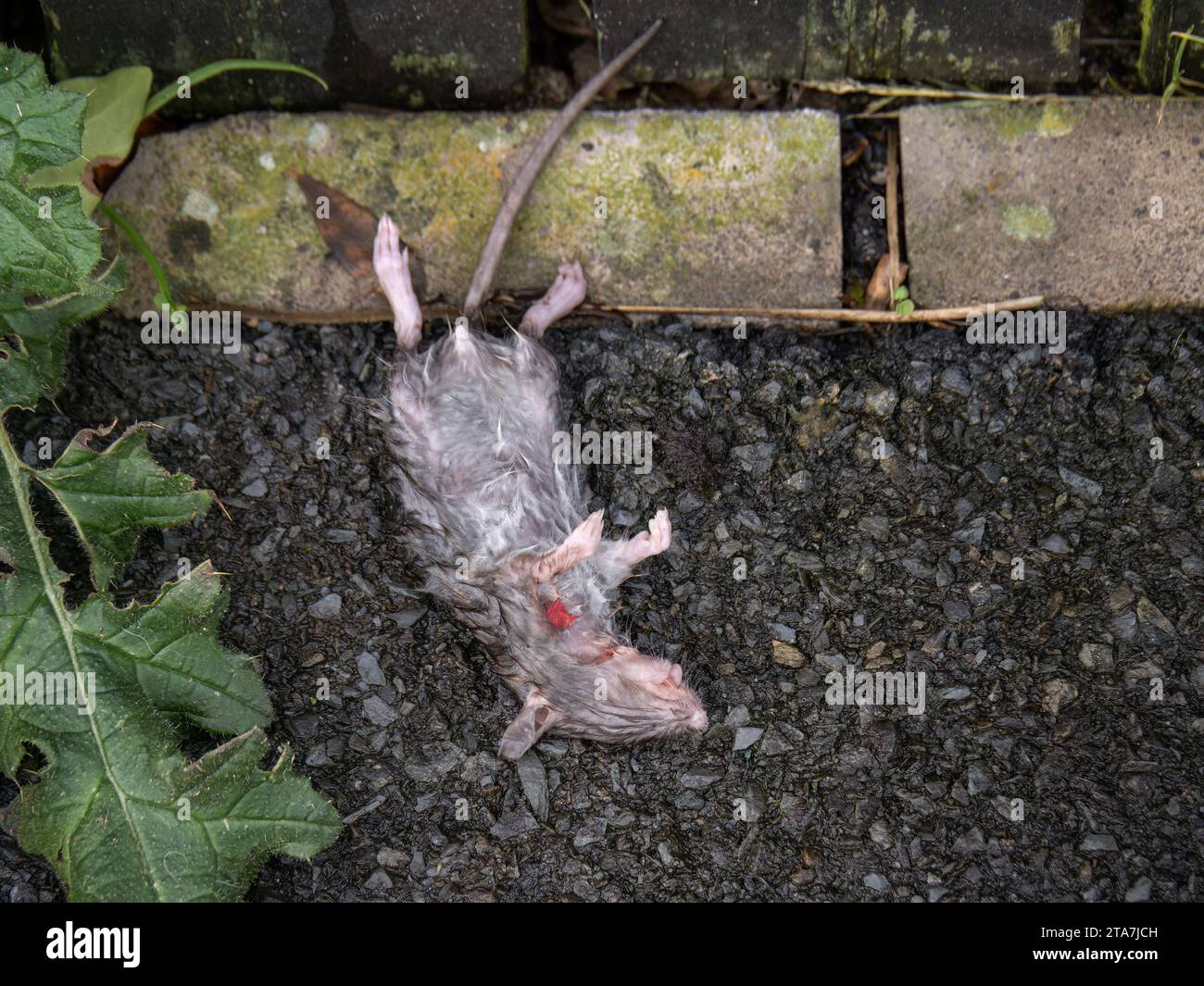 Topo morto sul marciapiede urbano. Foto Stock