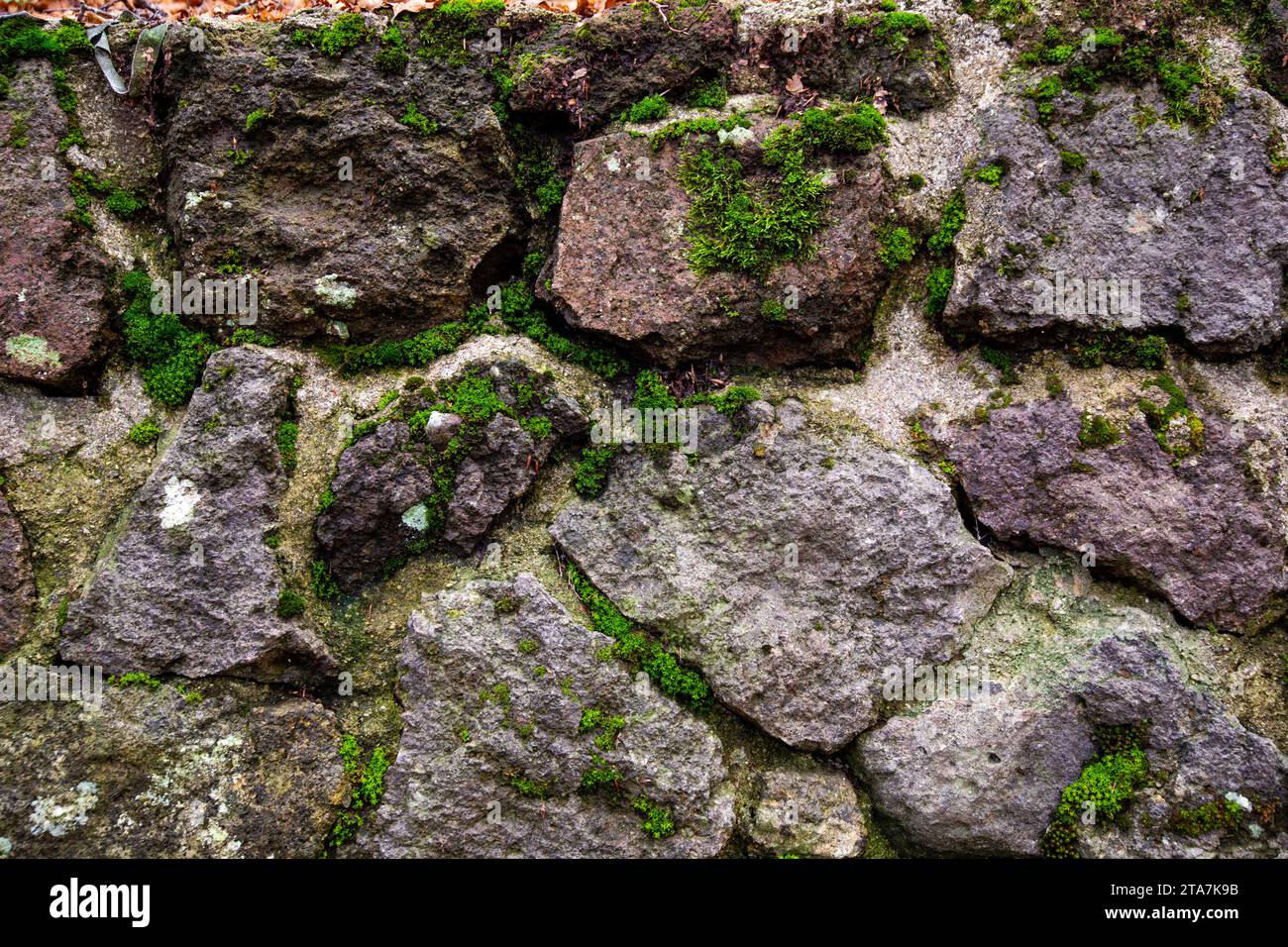 Effetto testurizzato di un muro di pietra irregolare con muschio nelle fessure, Monte Amiata, Toscana, Italia Foto Stock