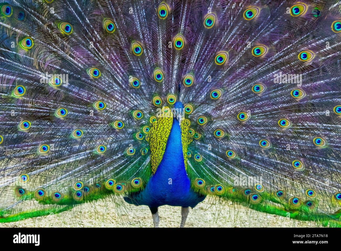 Visualizzazione di pavone Foto Stock