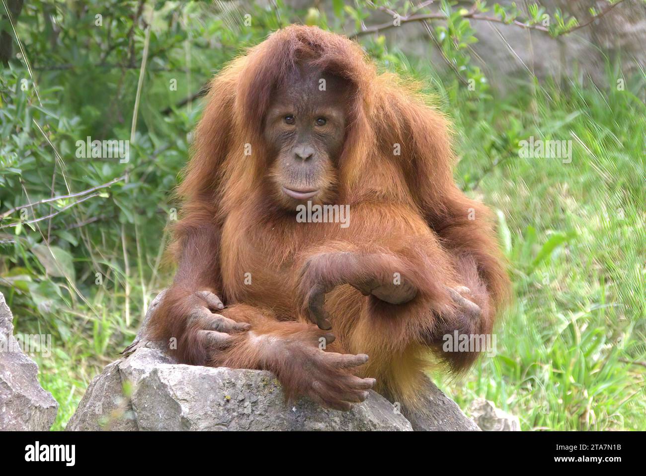 Orangutan di Sumatra Foto Stock