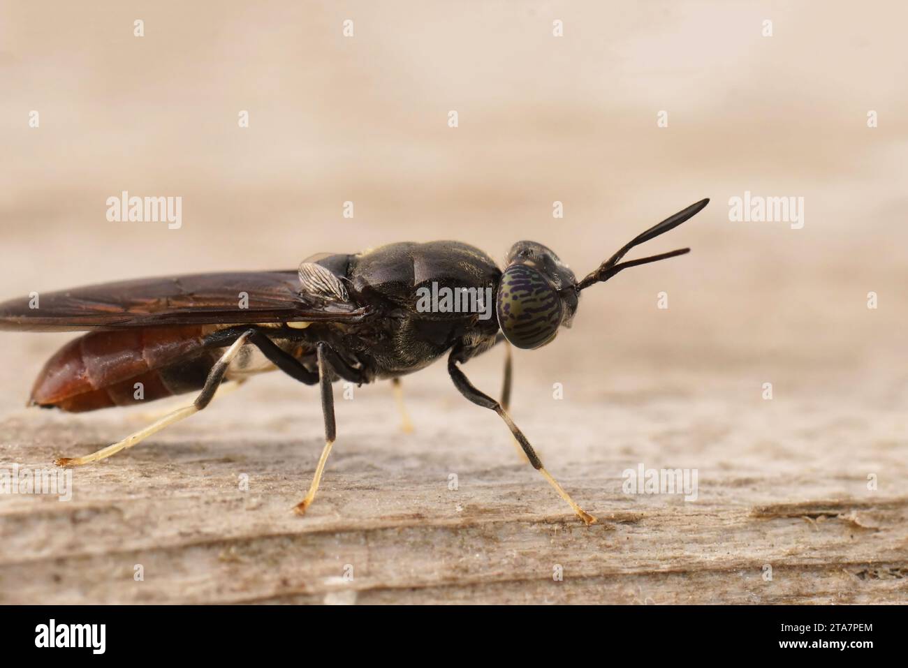 Primo piano naturale e dettagliato su una specie cosmopolita di diptera, la mosca del soldato nero, Hermetia illucens seduto sul legno Foto Stock