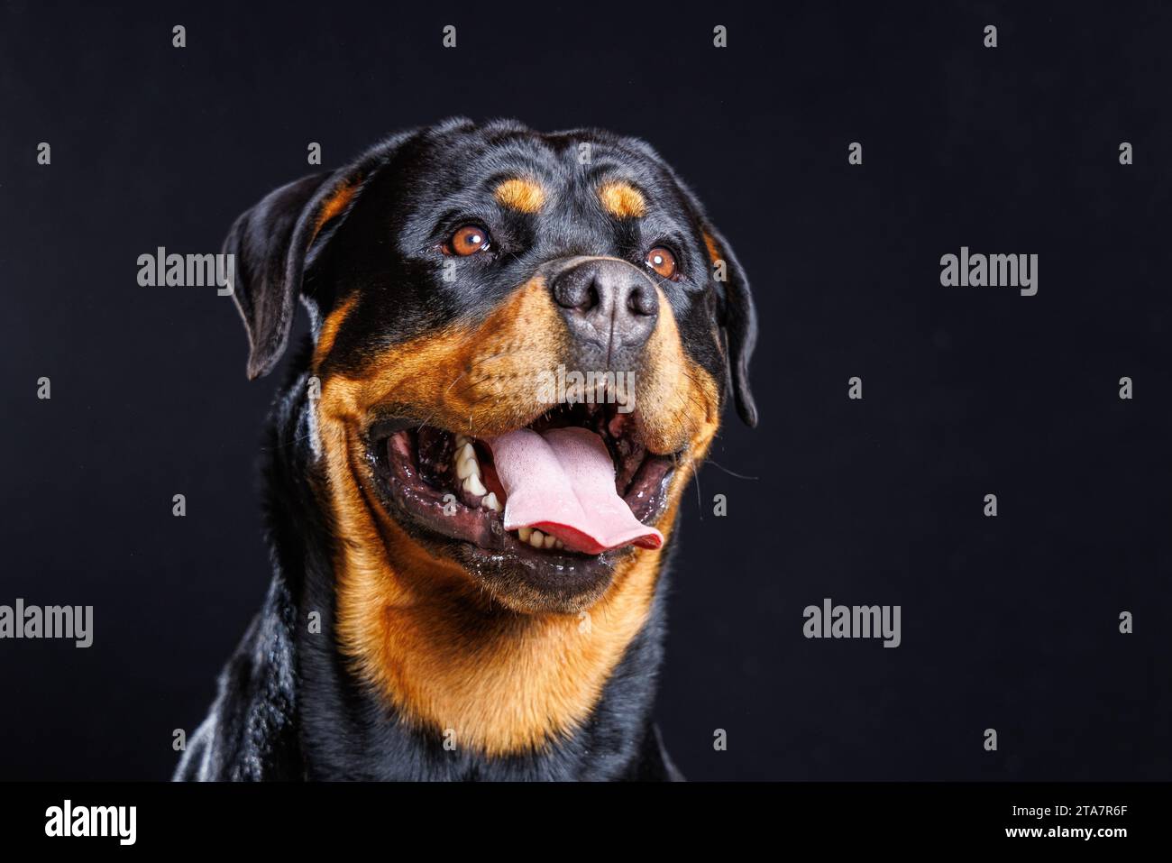Ritratto in studio di un cane Rottweiler maschio con sfondo scuro Foto Stock
