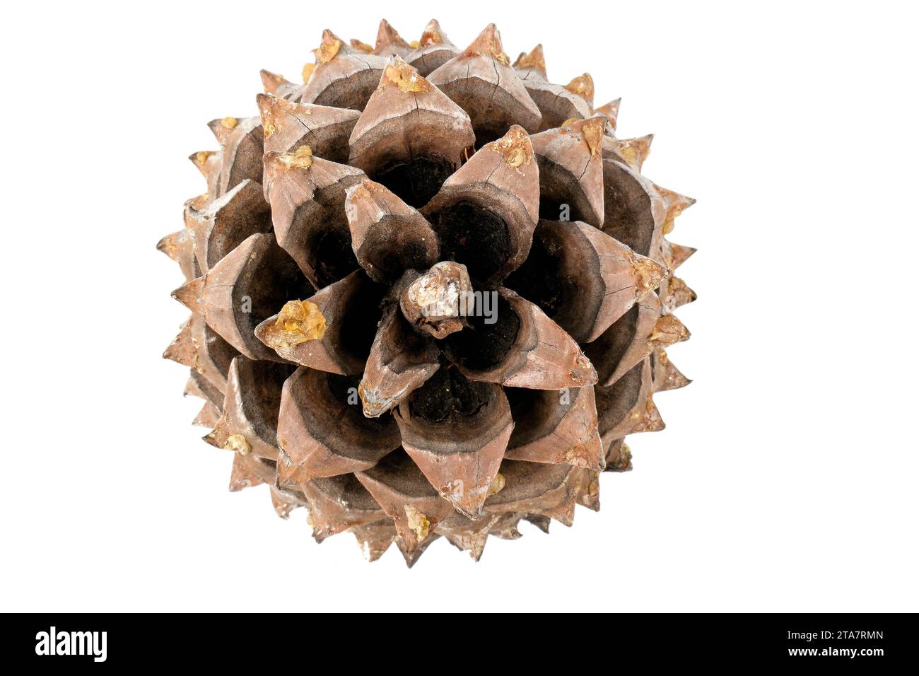 Primo piano delle foglie di una Pinecone Coulter con spirali di fibonacci isolate su bianco Foto Stock