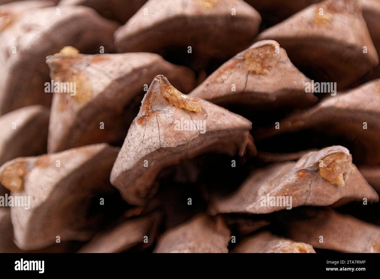 Primo piano delle foglie di un coltro Pinecone con spirali di fibonacci Foto Stock