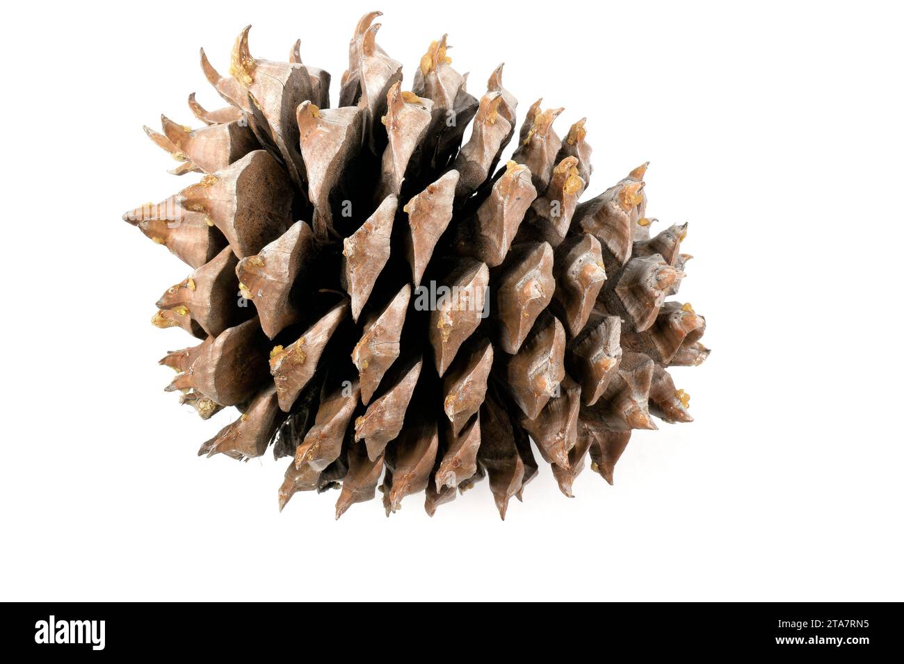 Primo piano delle foglie di una Pinecone Coulter con spirali di fibonacci isolate su bianco Foto Stock