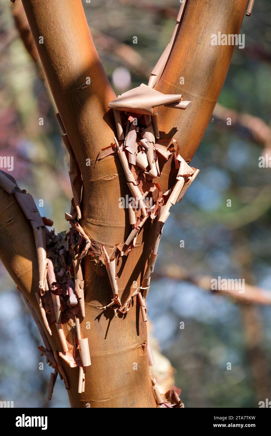 Acer griseum, acero della corteccia di carta, acero della corteccia di sangue, peeling della corteccia di carta in tarda inverno/inizio primavera Foto Stock