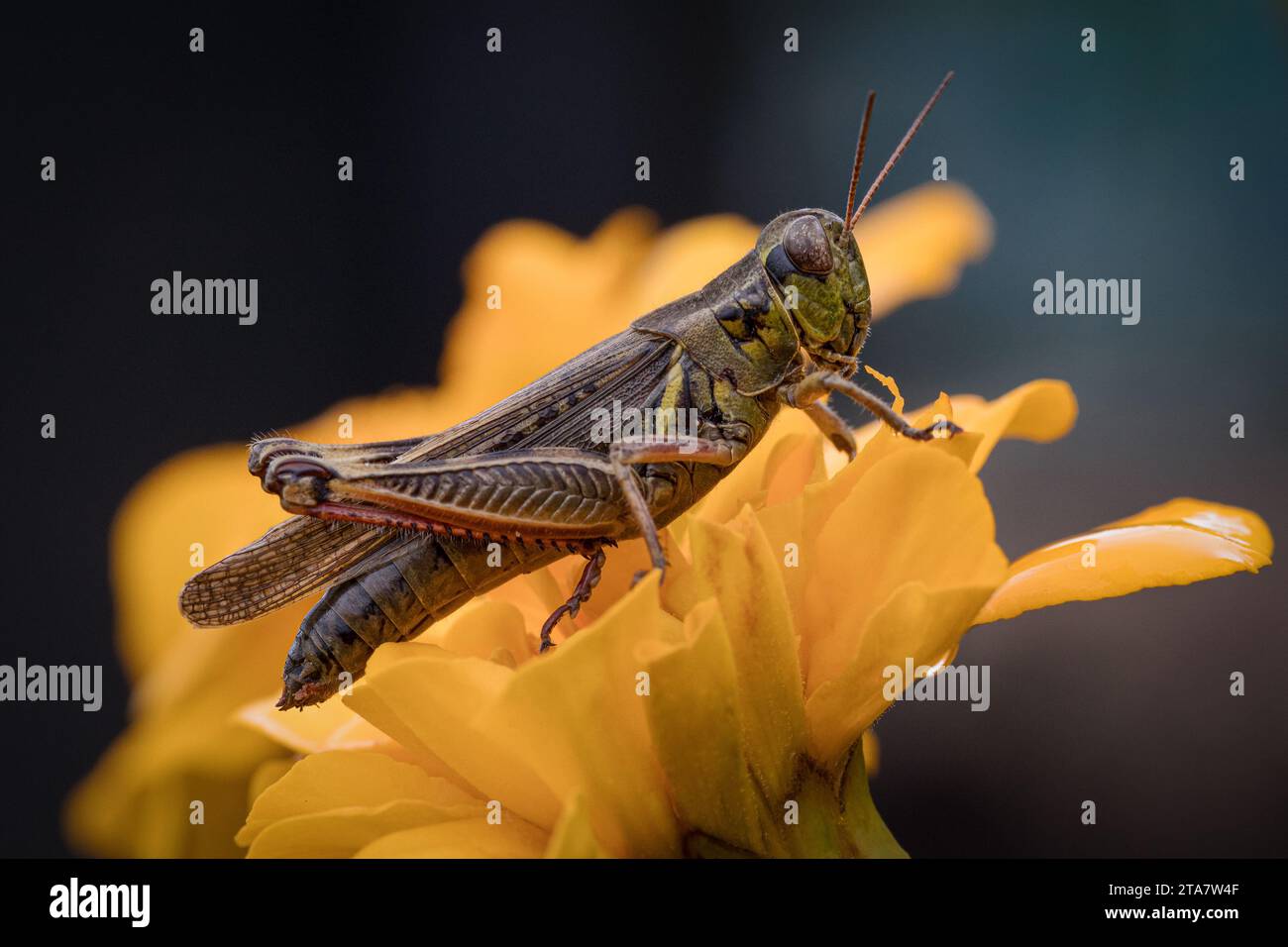 Primo piano estremo di Marsh Meadow Grasshopper in piedi su un fiore giallo Foto Stock