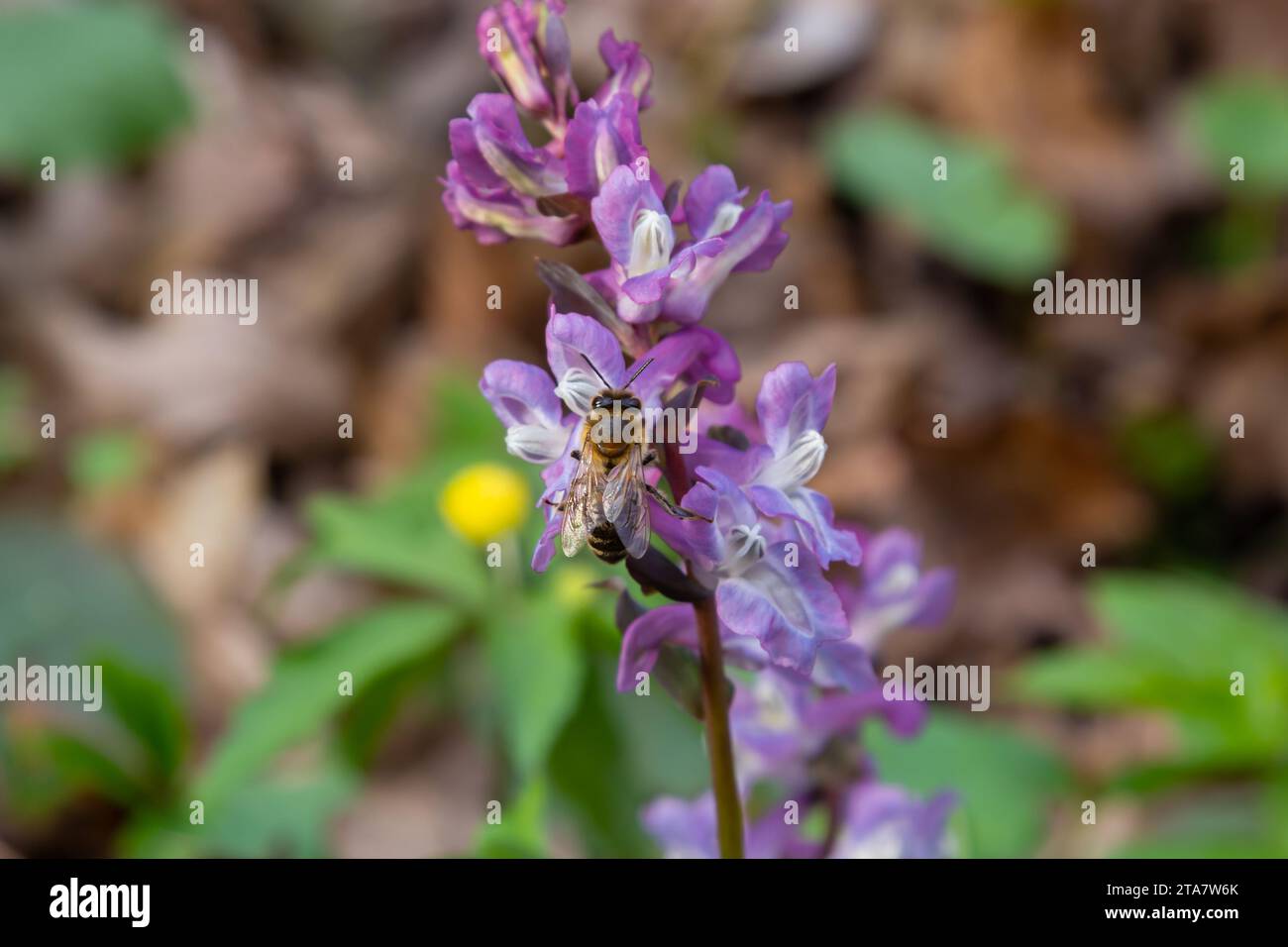 Corydalis cava, fiori primaverili viola di corydalis, macro, primo piano. Foto Stock