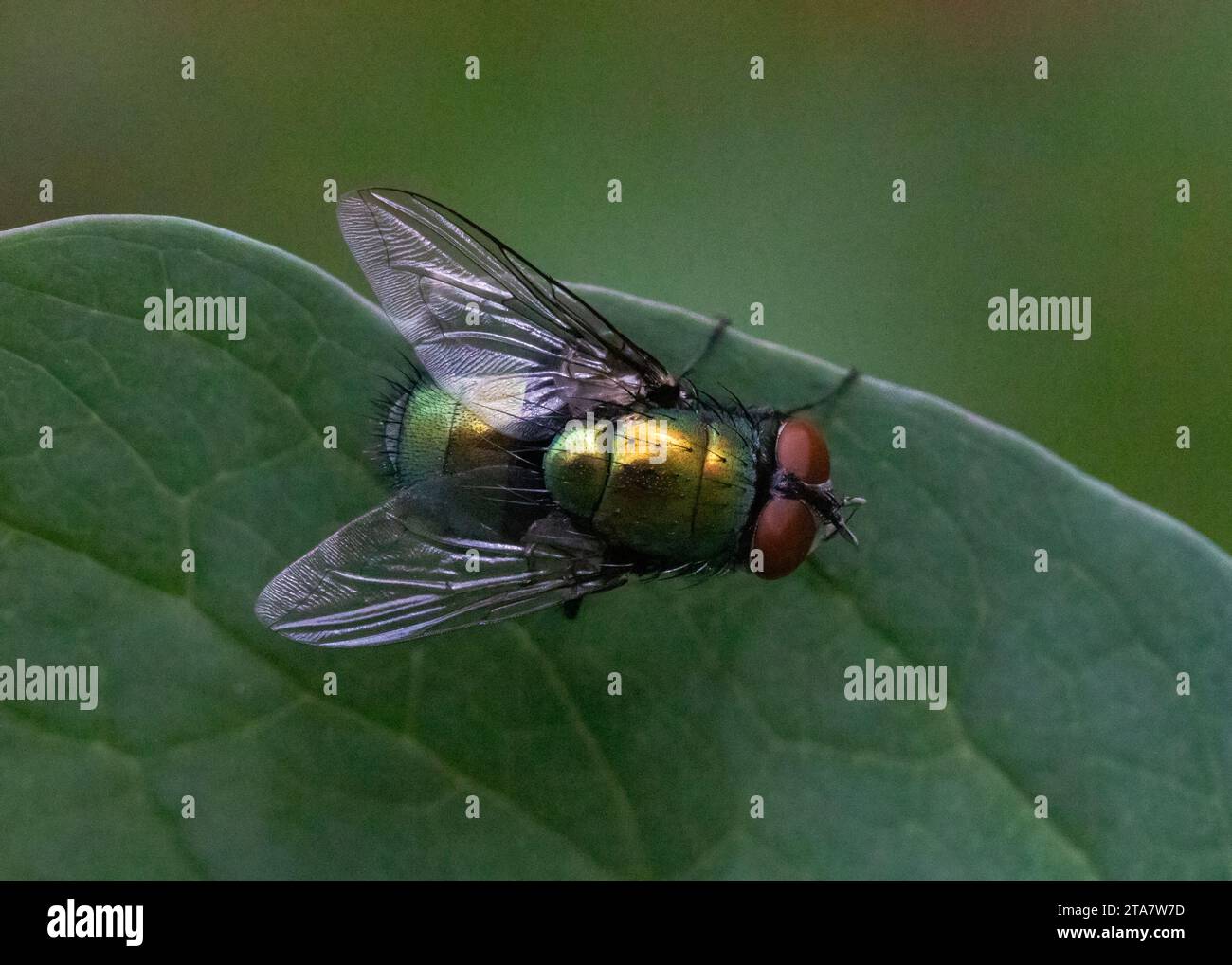 Vista ravvicinata della mosca verde in piedi su una foglia verde Foto Stock